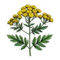 Detailed Tansy Flower Illustration with Green Leaves png