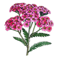 Pink Yarrow Flower Botanical Illustration on Transparent png