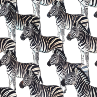 Black And White Zebra Seamless Pattern On Transparent Background png