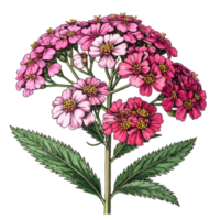 Pink and Red Flower Illustration on Transparent Background png
