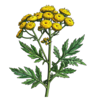 Tansy Flower Illustration with Yellow Blooms png