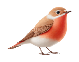 Detailed illustration of a red-breasted songbird with brown and white plumage png
