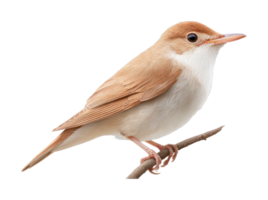 Detailed illustration of a nightingale perched on a branch with natural plumage display png