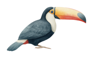 Colorful toucan with striking beak and detailed plumage in profile view png