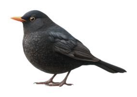 Detailed side view of a blackbird with bright yellow beak png
