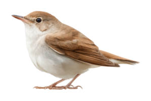 European nightingale in profile view with brown plumage png