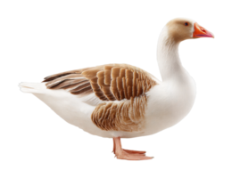 Side view of a domestic goose with brown and white plumage png