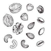 A set of illustrations. Nuts, walnuts, almonds, pistachios, cashews, hazelnuts. All objects are hand-drawn in . Illustrations are suitable for printing on fabric, paper, food, cosmetics vector