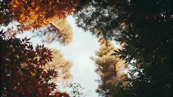 Looking up through the branches of trees in autumn, leaves in red and green photo