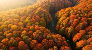 An aerial view of an autumn forest with vibrant colors photo