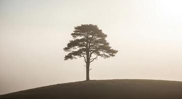 A solitary tree silhouette stands on a hill shrouded in morning mist photo