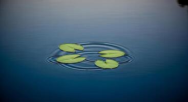 Four green lily pads float on a calm blue pond, creating gentle ripples photo