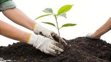 Two hands gently plant a young tree seedling into rich soil photo