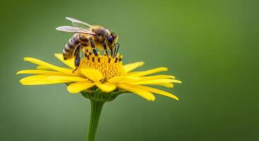 A honeybee collects pollen from a vibrant yellow flower photo