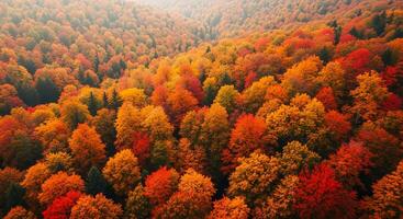 An aerial view of a forest in autumn, showcasing vibrant red and orange leaves photo