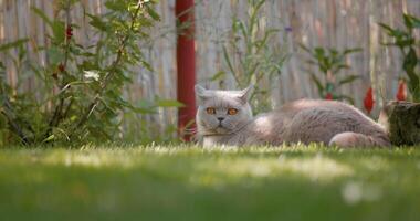 Funny Scottish cat run and jump at lawn video