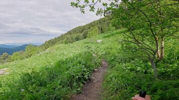 First person view hike in summer forest in video