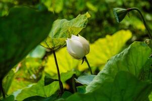 Lotus flower in the green jungle photo