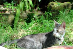 Cat Resting in Green Grass Outdoors with Collar and Bell photo