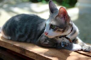 Cat Lying on Wood Looking Away in Outdoor Setting photo