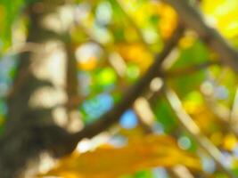 Blurred leaves green on trees in winter for nature and environment background. photo