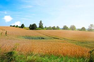 Tranquil and picturesque rural scene featuring a lush, glowing golden wheat field set against the backdrop of a deep blue sky on a warm, sunny summer day in Poland. photo