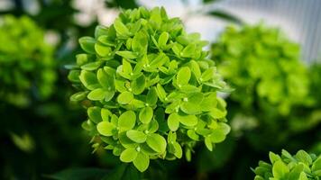 Explore the beauty of nature with this close-up of a green hydrangea bloom. Its vibrant petals create a stunning floral display, perfect for evoking tranquility and natural elegance. photo