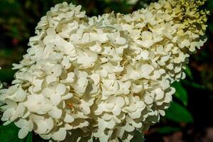 This beautiful photograph showcases a white Hydrangea Paniculata flower. Its delicate petals form a captivating bloom, perfect for enhancing gardens and floral arrangements. photo