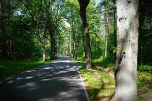 An endless asphalt road flanked by towering poplar trees, creating a beautiful yet hazardous journey. The captivating scenery offers a sense of adventure and the unknown. photo