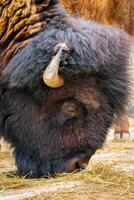 Bison grazing on the ground photo