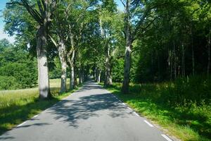 A mesmerizing view of an endless asphalt road, enveloped by parallel rows of radiant poplar trees, making for a scenic yet hazardous journey through the captivating landscape. photo