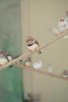 Birds perched on a rope in a calm indoor setting photo