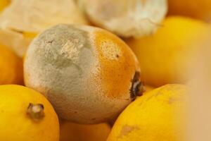 A close look at a moldy lemon among fresh lemons in a market photo