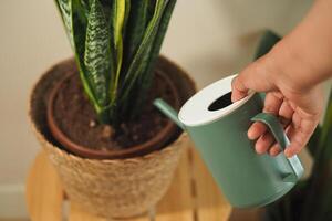 Watering a snake plant indoors in a cozy setting photo