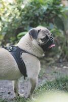 Happy pug enjoying a sunny day in the park photo