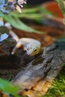 Lizard exploring its terrarium habitat with green foliage photo
