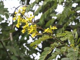 Close up of Senna siamea branch with yellow flowers and green leaves, set against blurred background of foliage, capturing natural beauty and vibrant colors of plant in serene outdoor setting photo