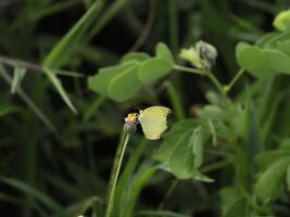 Yellow butterfly with slightly tattered wings is perched on small flower amidst lush green foliage, creating peaceful and natural scene filled with vibrant plant life photo