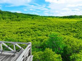 Aerial view green mangrove forest. Carbon storage, climate change mitigation, and conservation of vital marine habitats. Essential for coastal protection, restoration efforts, and blue carbon program. photo