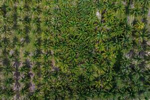 Aerial view of coconut palm tree plantation in tropical farm field during summer. Sustainable agriculture and organic beauty product raw material concept. Coconut grove rows in agricultural farm. photo