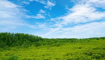 Green mangrove forest. Natural carbon sink and climate solution for corporations investing in blue carbon credits and environmental sustainability. Mangrove ecosystem. Climate change. photo