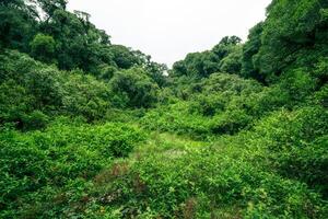 Landscape of tropical peat swamp forest. Natural carbon sink. Climate balance, biodiversity, and long-term sustainability. Wetland forest ecosystem filled with dense trees. Nature carbon capture. photo