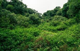 Landscape of tropical peat swamp forest. Natural carbon sink. Climate balance, biodiversity, and long-term sustainability. Wetland forest ecosystem filled with dense trees. Nature's carbon capture. photo