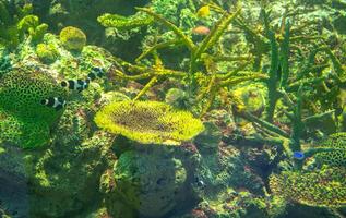 Vibrant underwater coral reef ecosystem teeming with diverse tropical fish species and colorful algae formations in crystal clear ocean waters, showcasing marine biodiversity during daylight. photo