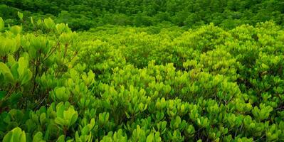 Mangrove forest. Natural carbon sink and climate solution for corporations investing in blue carbon credits and environmental sustainability. Mangrove ecosystem. Climate change. photo