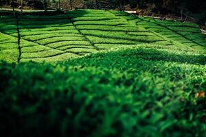 Lush Green Tea Fields of Ciwidey photo