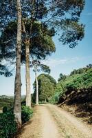 composition of tall trees in tea plantation. ciwidey bandung photo