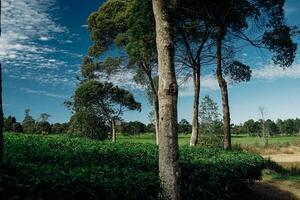 composition of tall trees photo