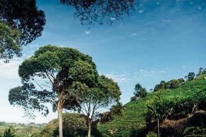 composition of tall trees in tea plantation. nature concept photo