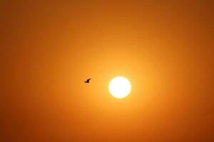 Fiery Sunset with Birds in Flight photo